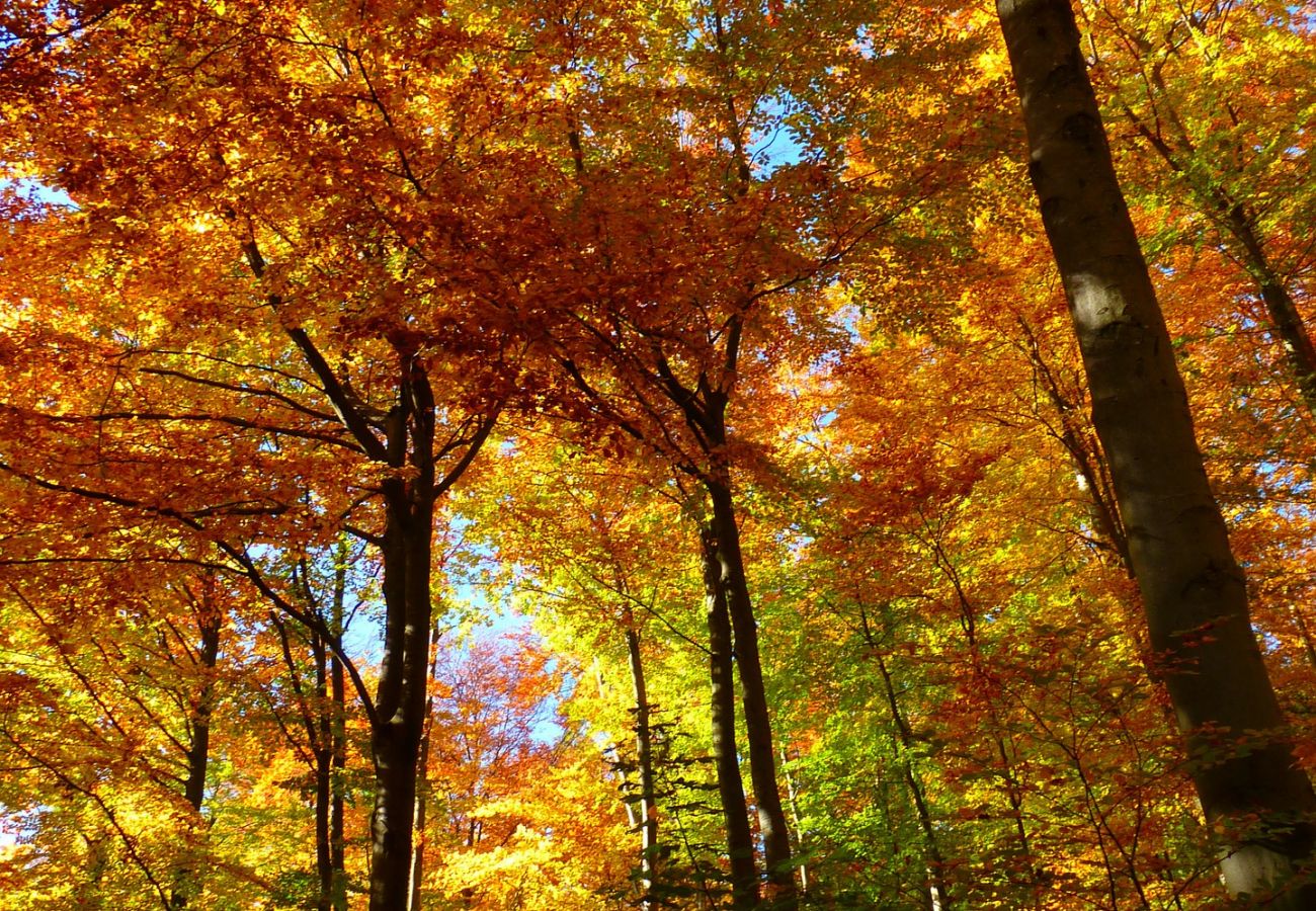 Appartement à La Bresse - M18. Appartement Premium 3/4 p 2 chambres 52m²