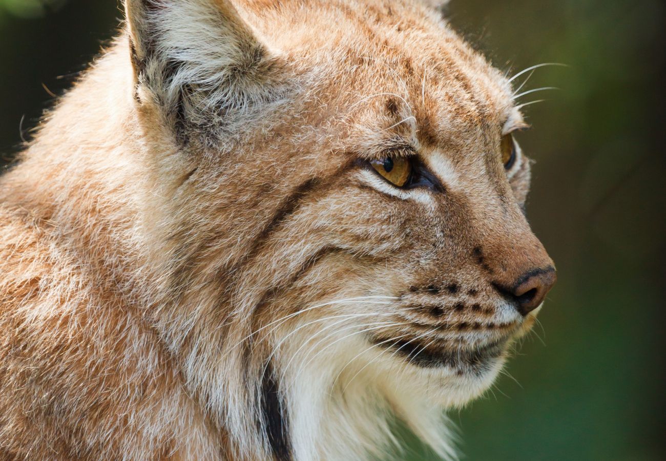 Appartement à La Bresse - M13. Appartement premium 3/4p 52m² 2ch calme wifi