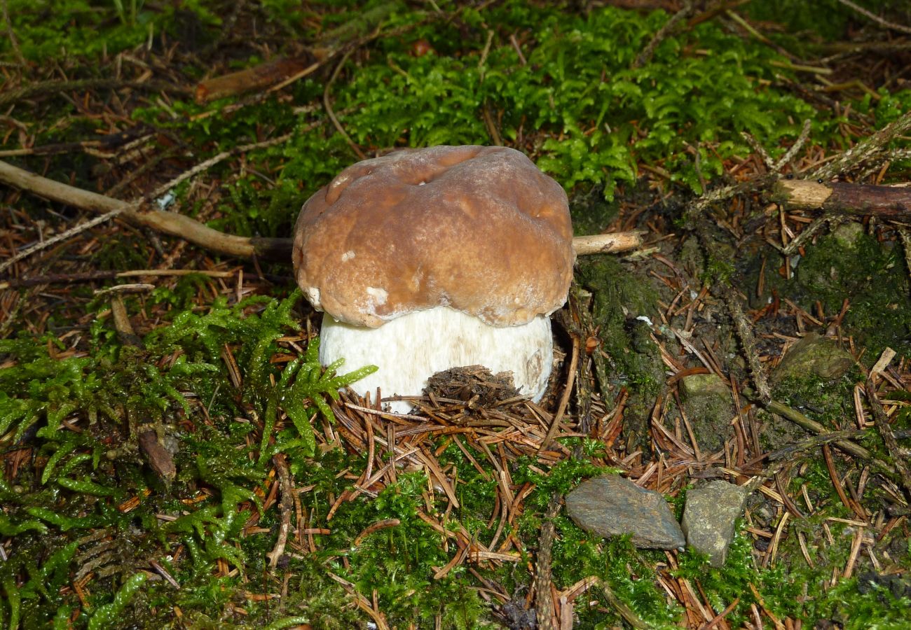 Chalet à La Bresse - 8. LO Beau chalet rondins 130m², 4ch, 8/10p