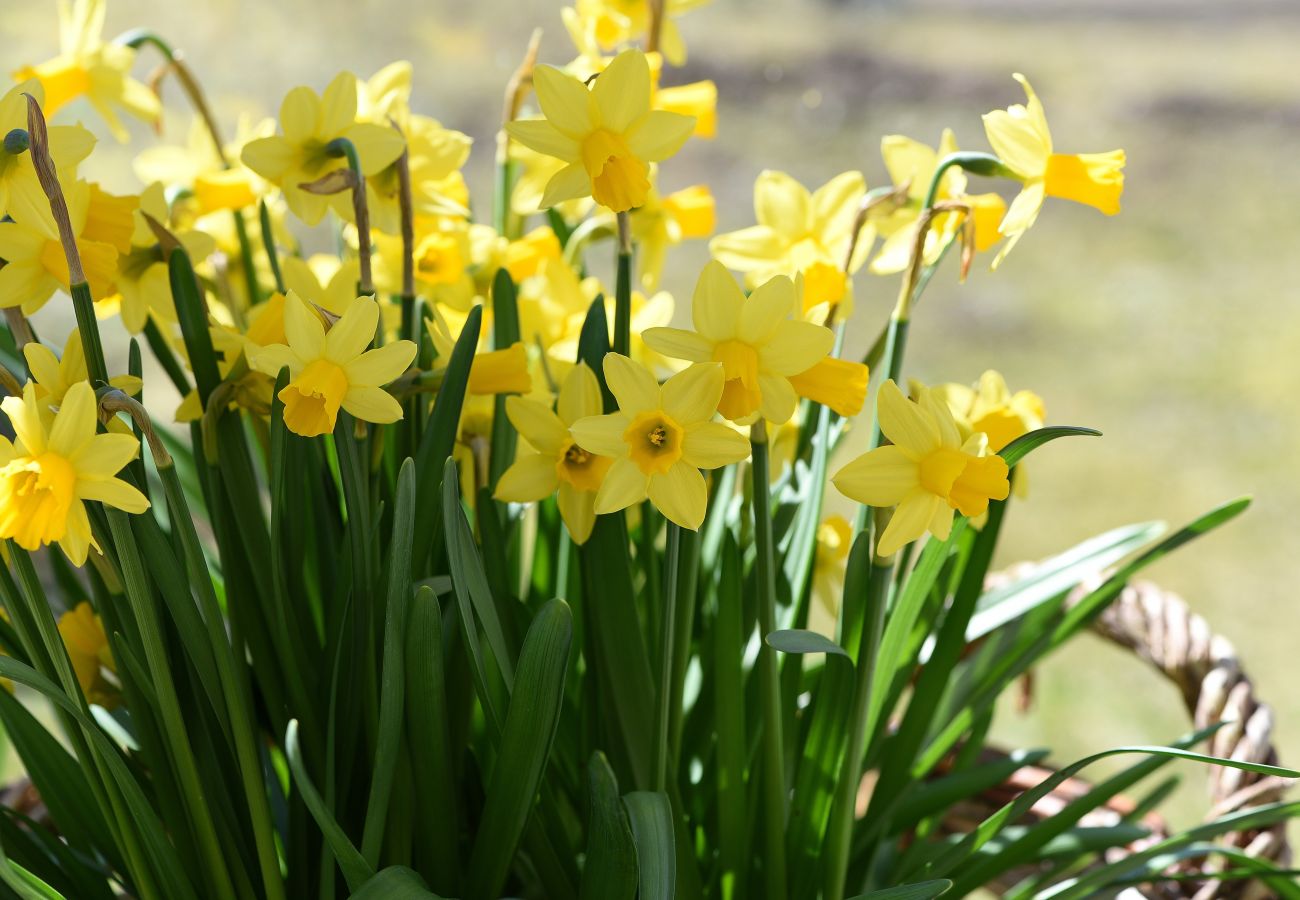 Chalet à La Bresse - 8. LO Beau chalet rondins 130m², 4ch, 8/10p